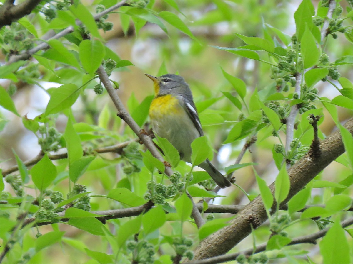 Northern Parula - Benjamin Murphy