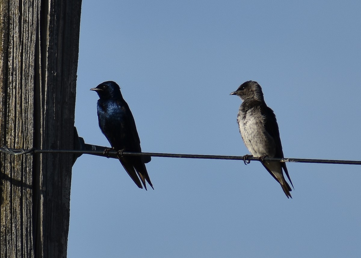 Purple Martin - ML101074511