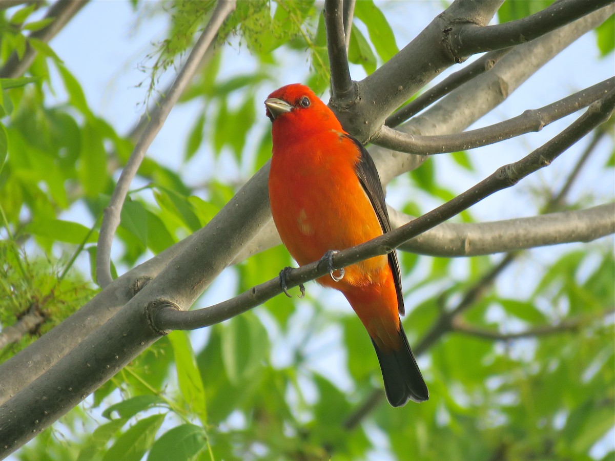 Scarlet Tanager - ML101074651