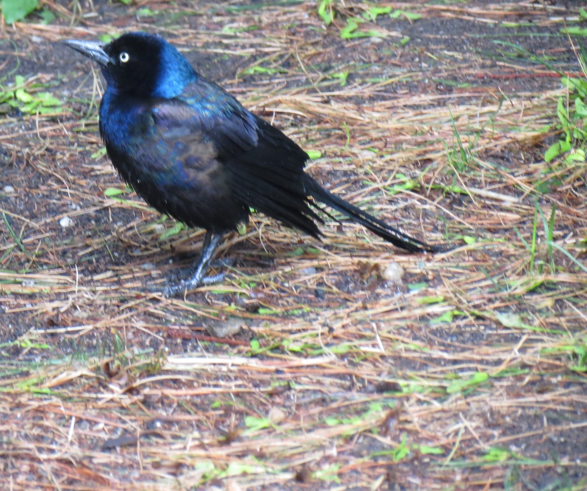 Common Grackle - ML101075021