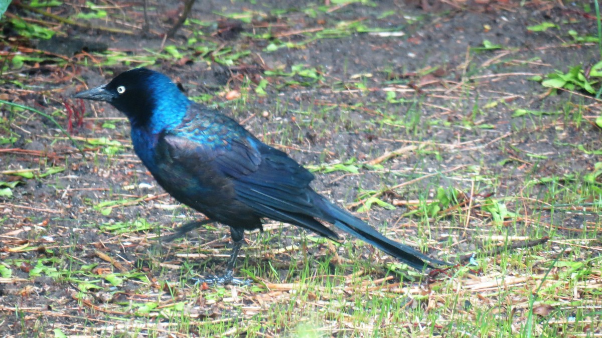 Common Grackle - ML101075071
