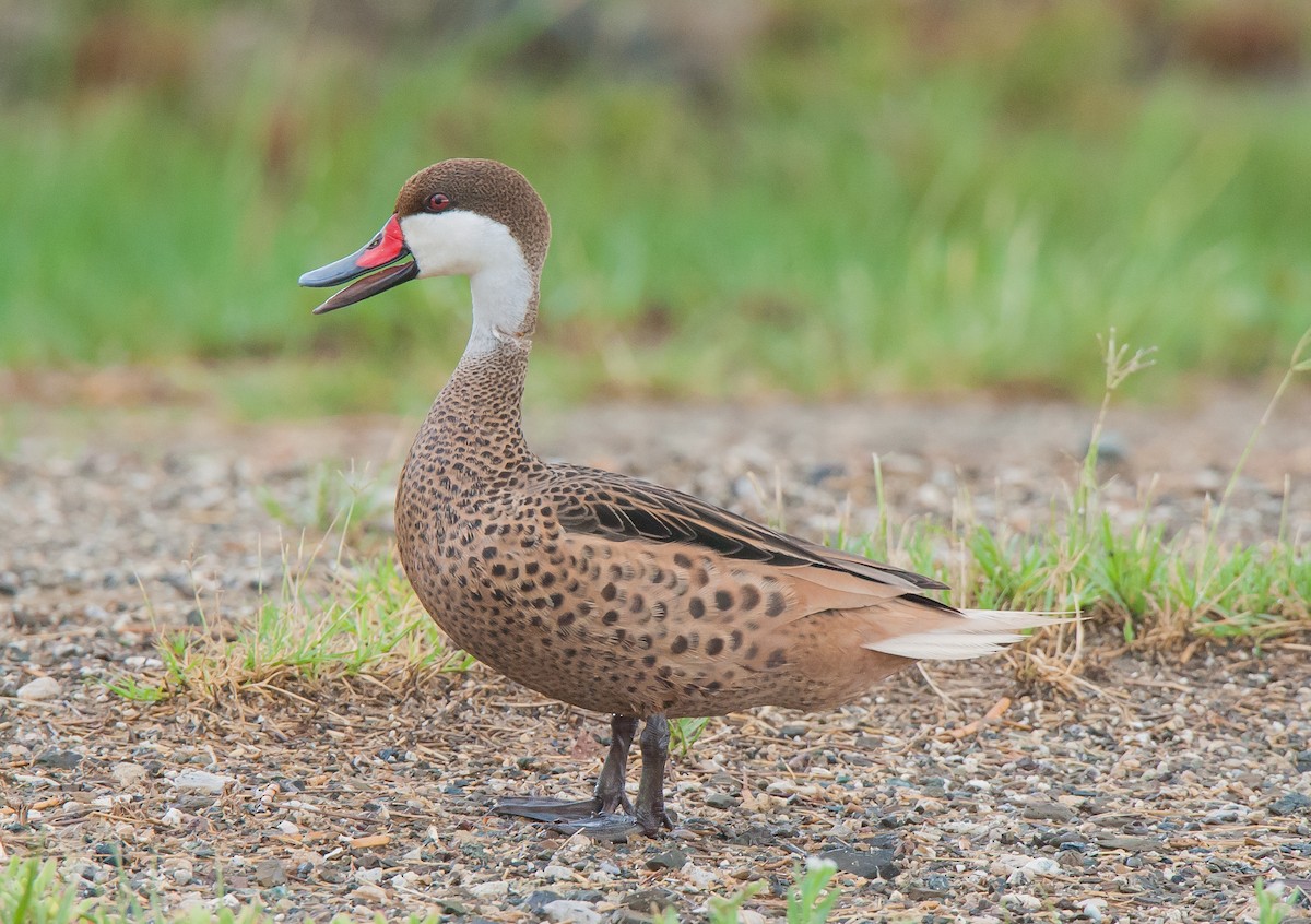 White-cheeked Pintail - ML101075861