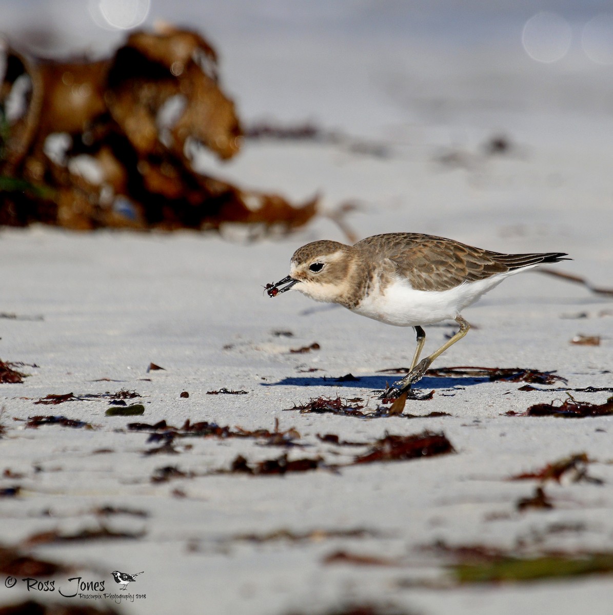 Double-banded Plover - Ross Jones