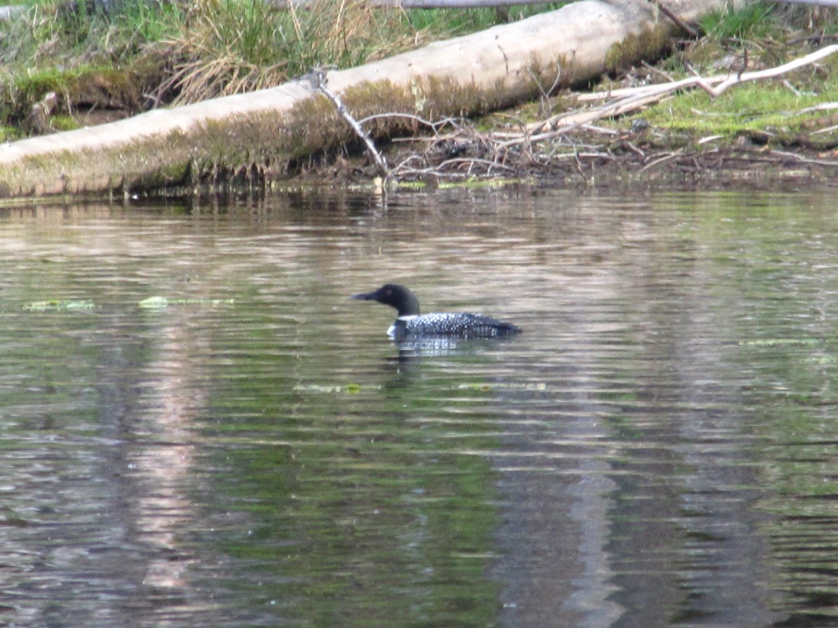 Common Loon - ML101078211