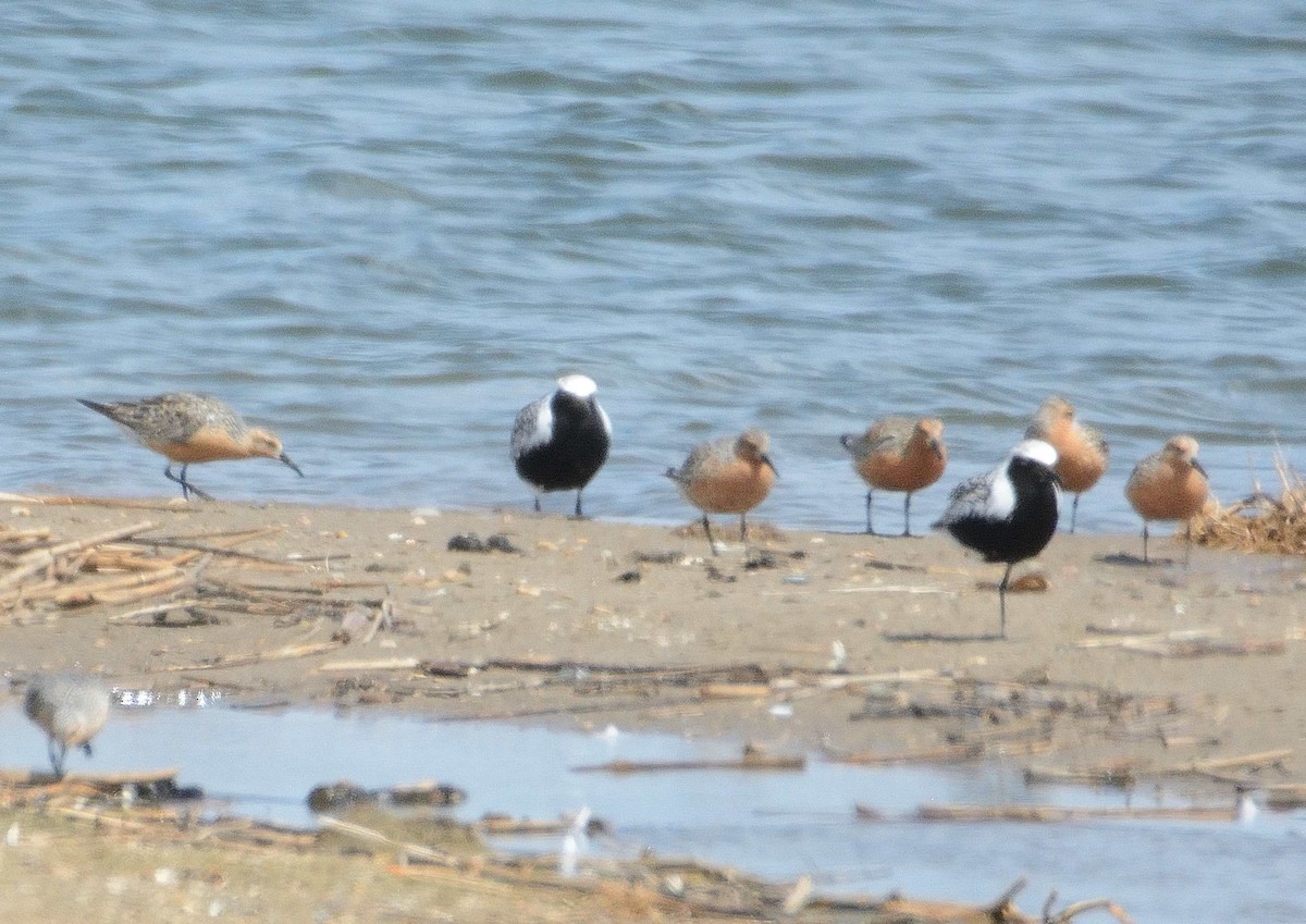 Red Knot - Bernard Tremblay