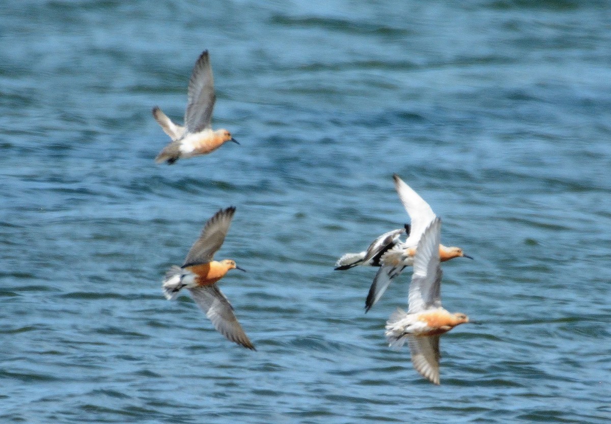 Red Knot - Bernard Tremblay