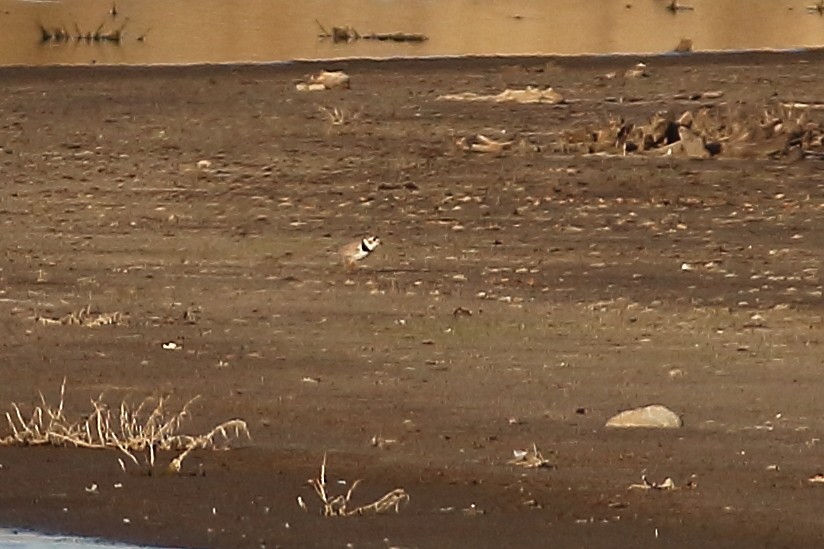 Piping Plover - ML101080741