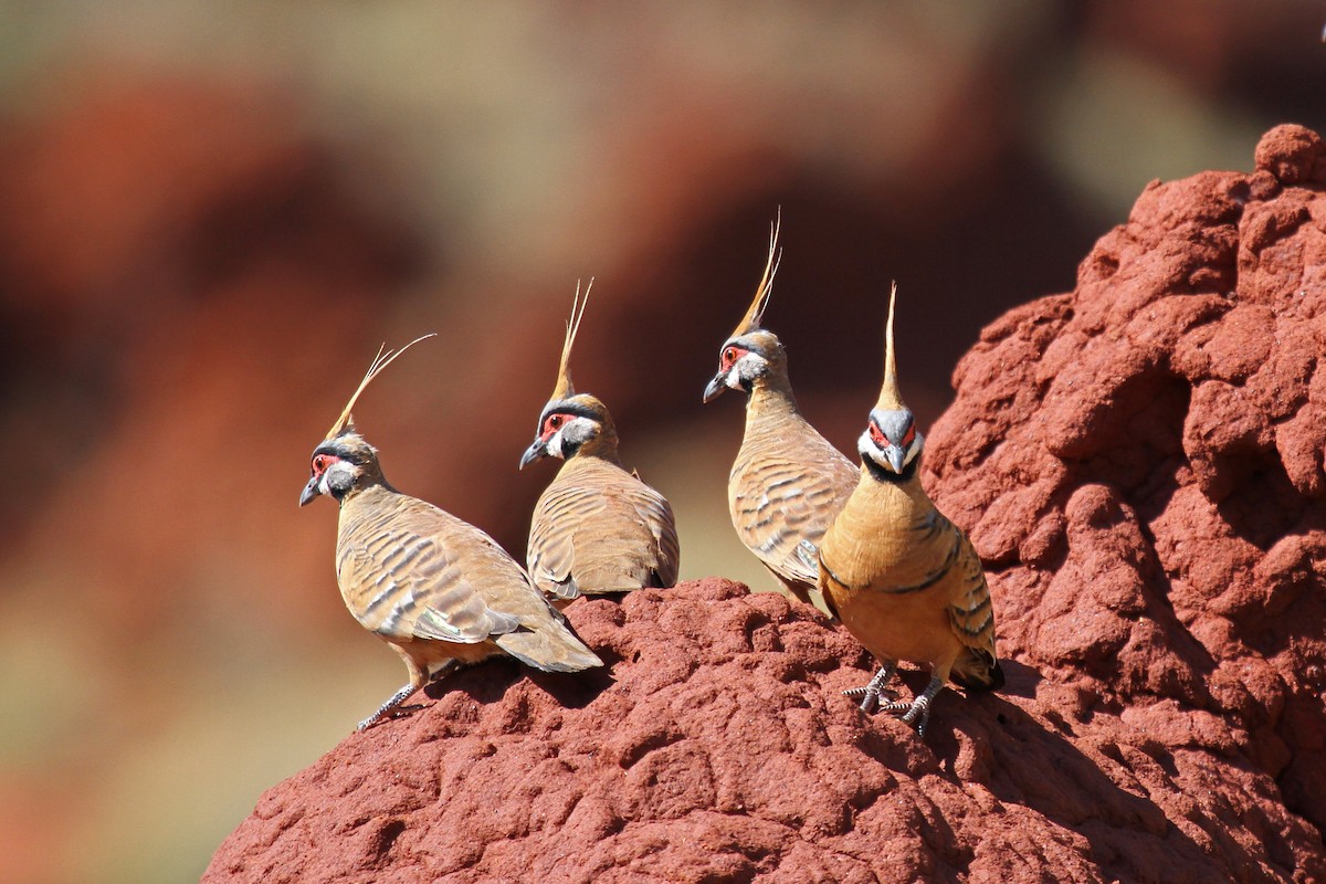 Spinifex Pigeon (Rufous-bellied) - ML101081401