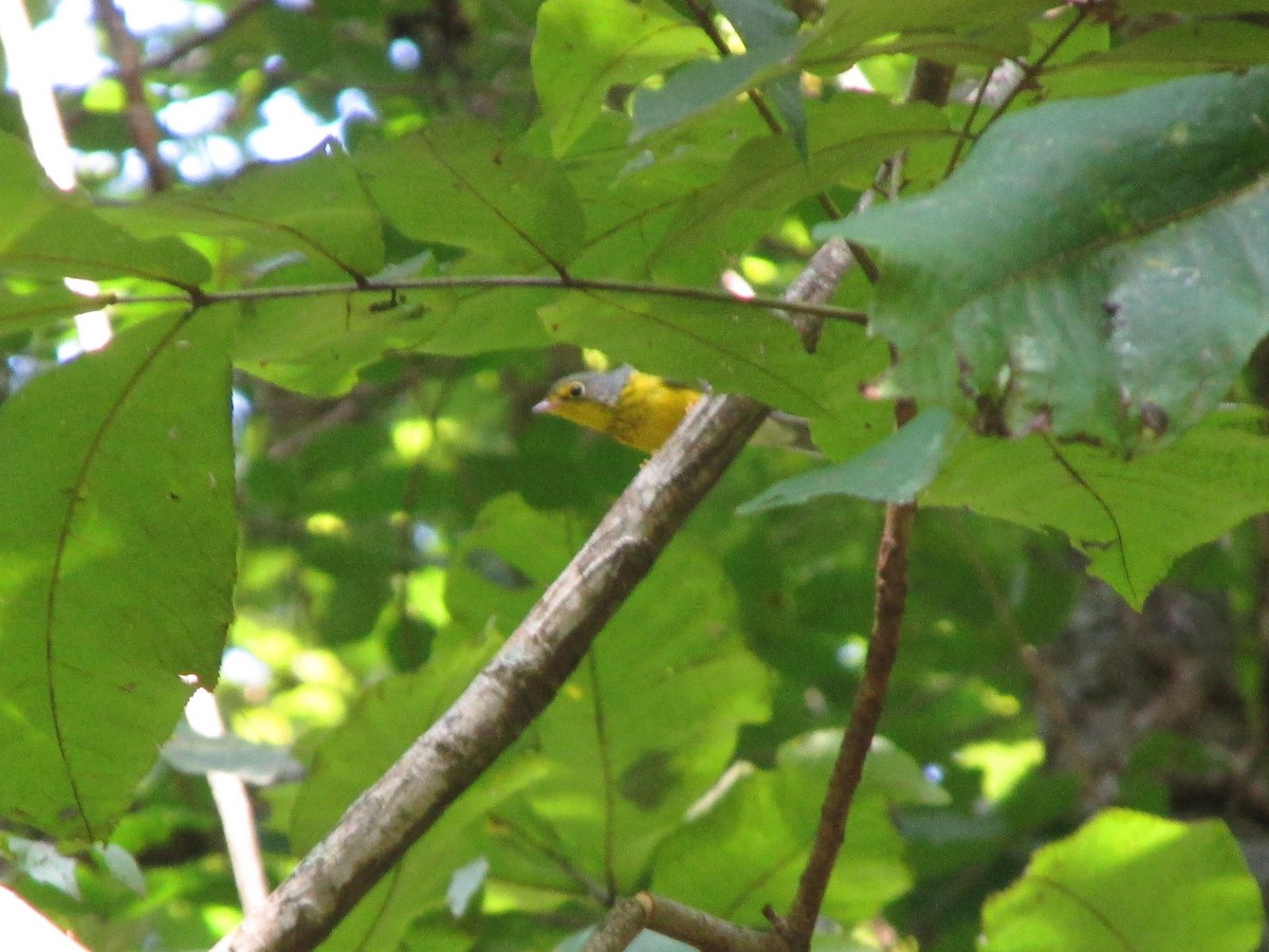 Canada Warbler - ML101082361