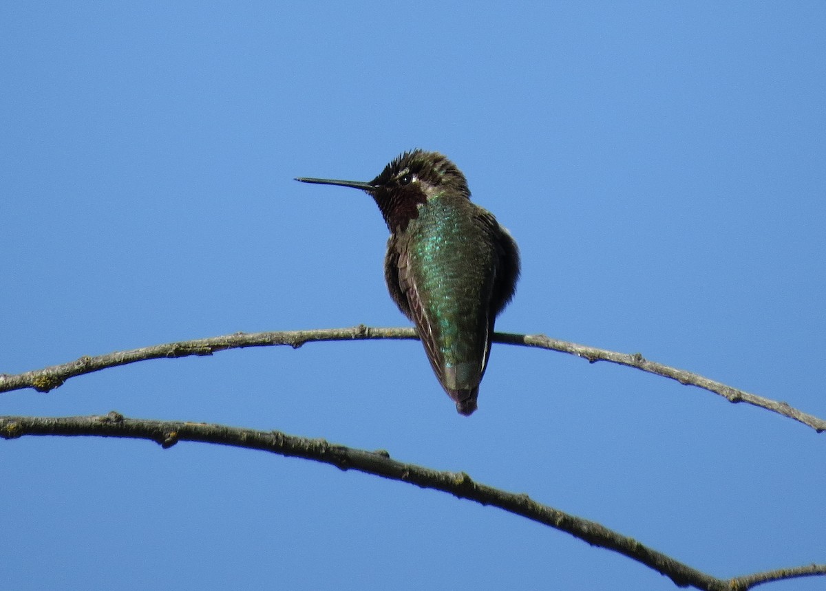 Anna's Hummingbird - George Leonberger