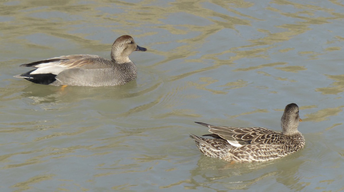 Gadwall - T A