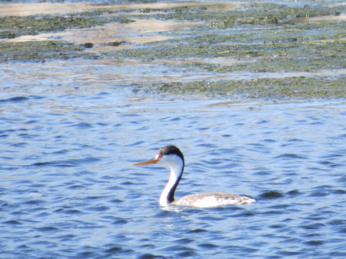 Clark's Grebe - ML101084381