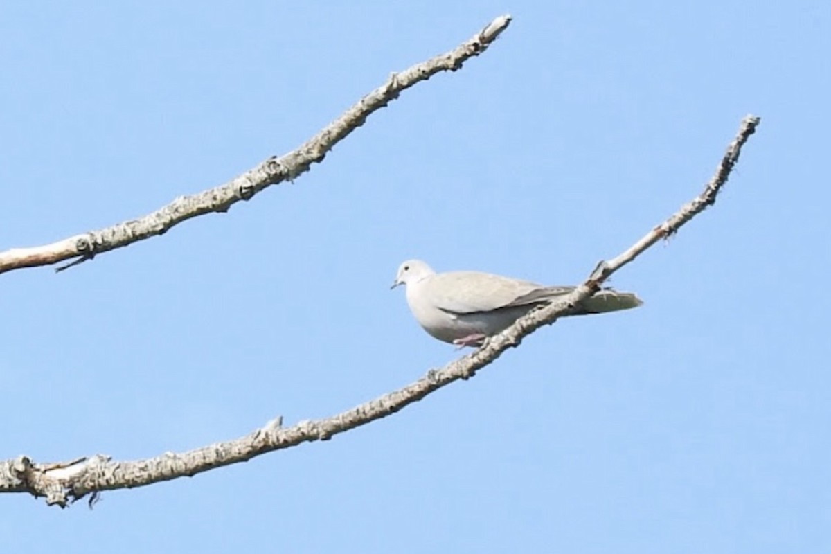 Eurasian Collared-Dove - ML101084891