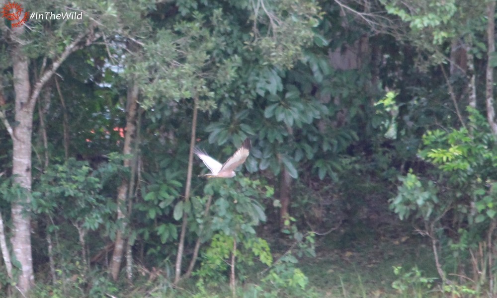 Spotted Harrier - ML101085151