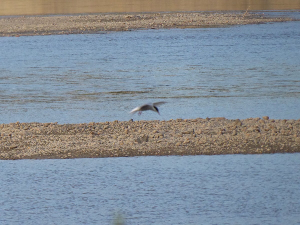 Arctic Tern - T A