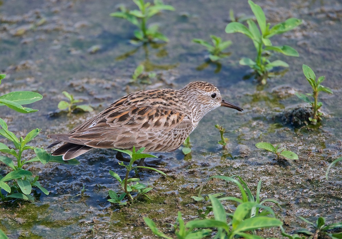 White-rumped Sandpiper - Harlan Stewart