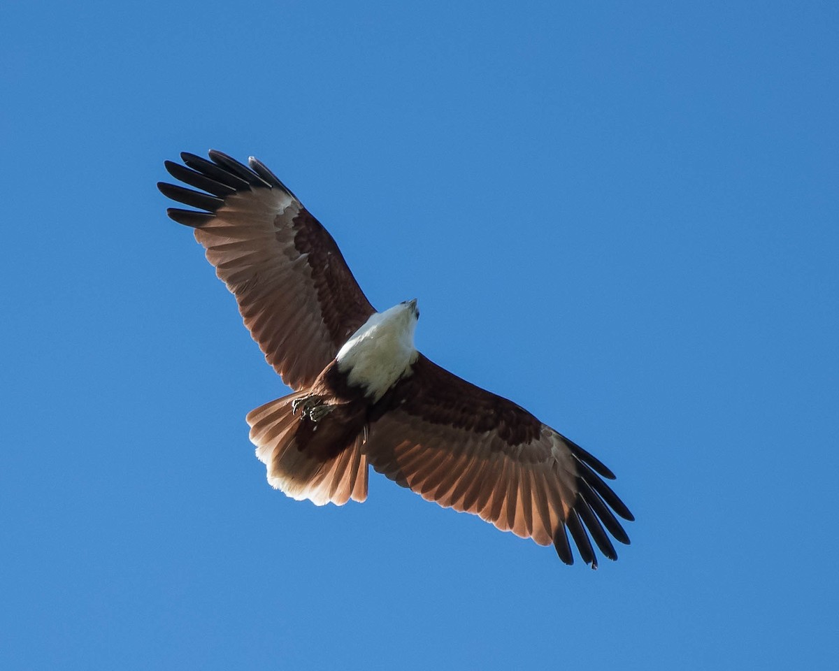 Brahminy Kite - ML101088121