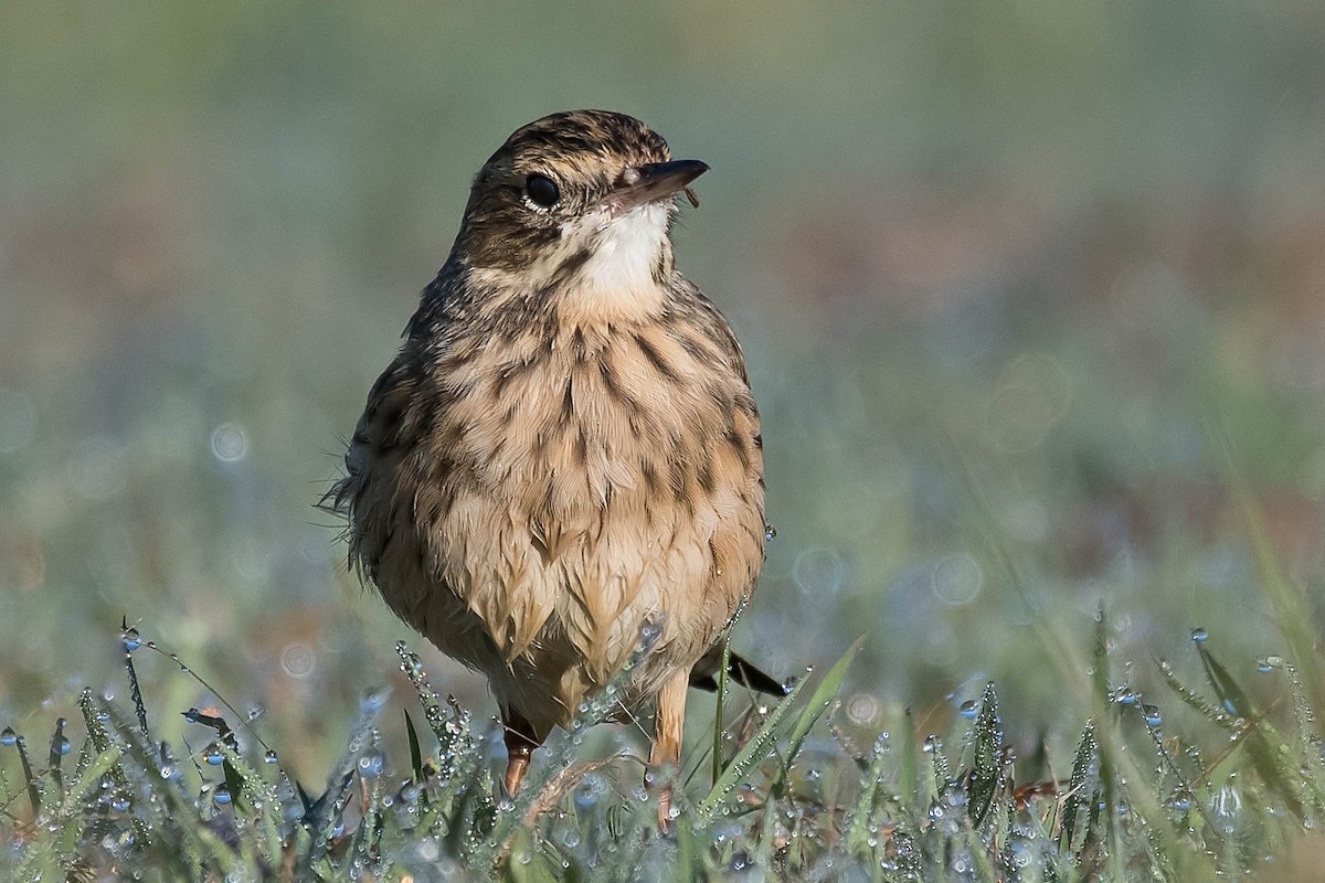 Bisbita Neozelandés (grupo australis) - ML101088251