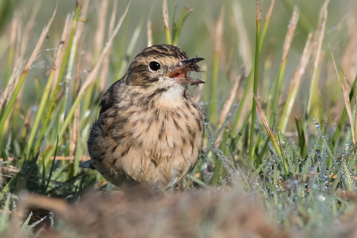 Bisbita Neozelandés (grupo australis) - ML101088331