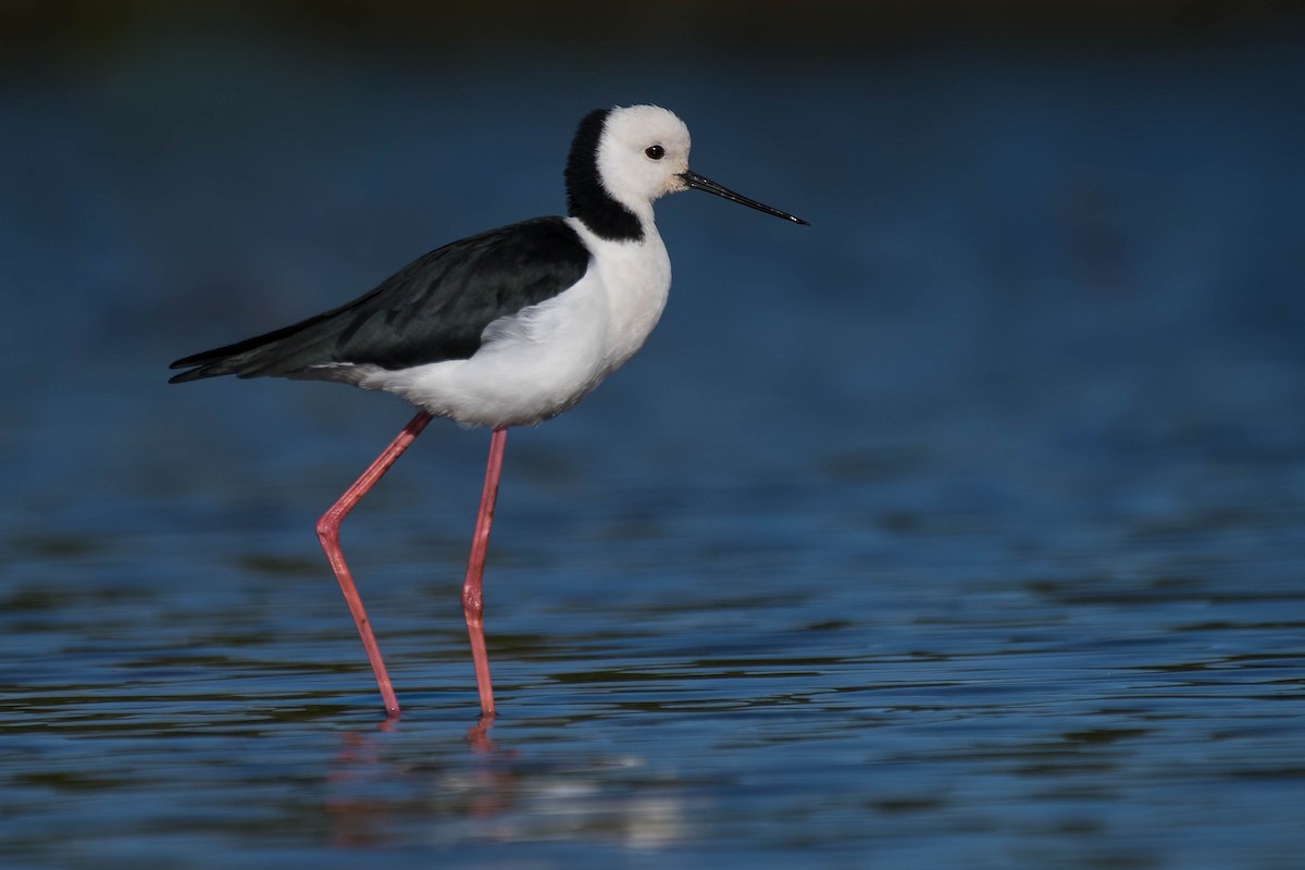 Pied Stilt - Terence Alexander