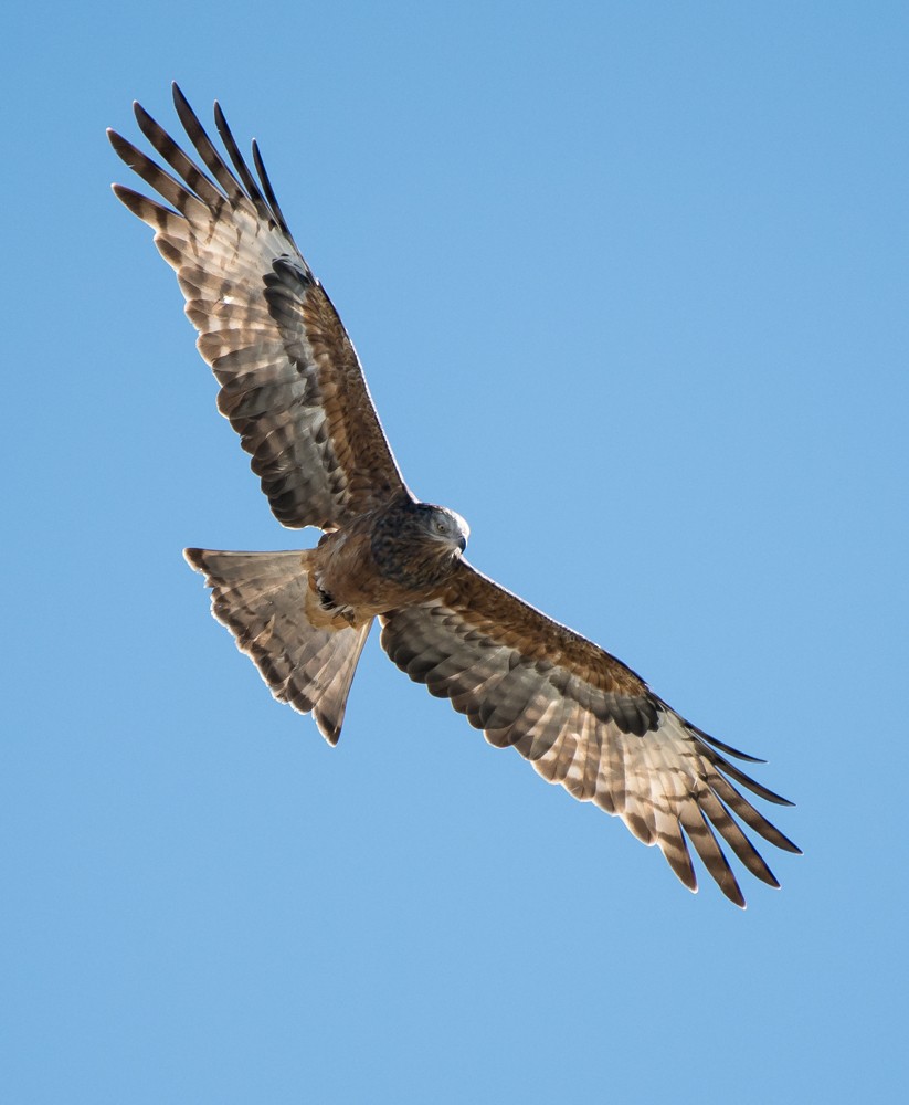 Square-tailed Kite - ML101088511