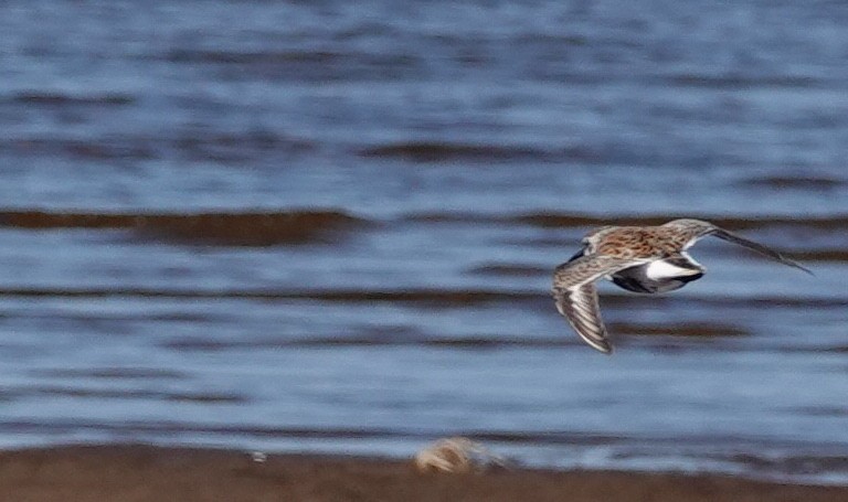 Dunlin - ML101088541