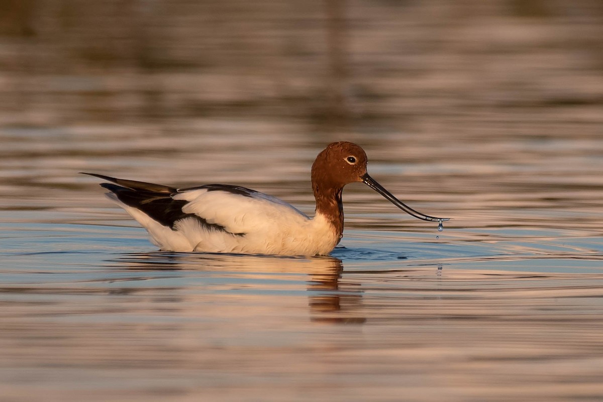 Avocette d'Australie - ML101088591