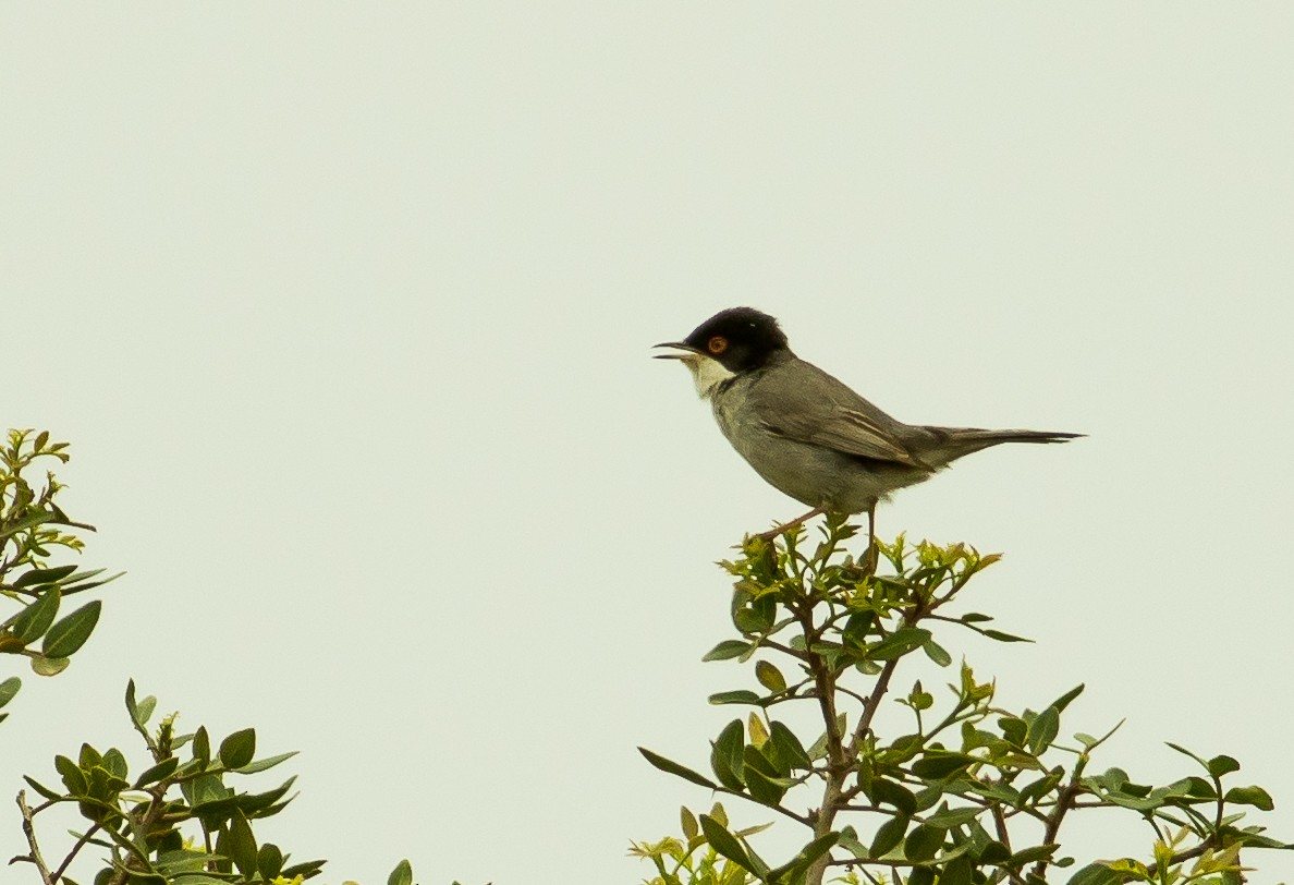 Sardinian Warbler - Calum Dickinson