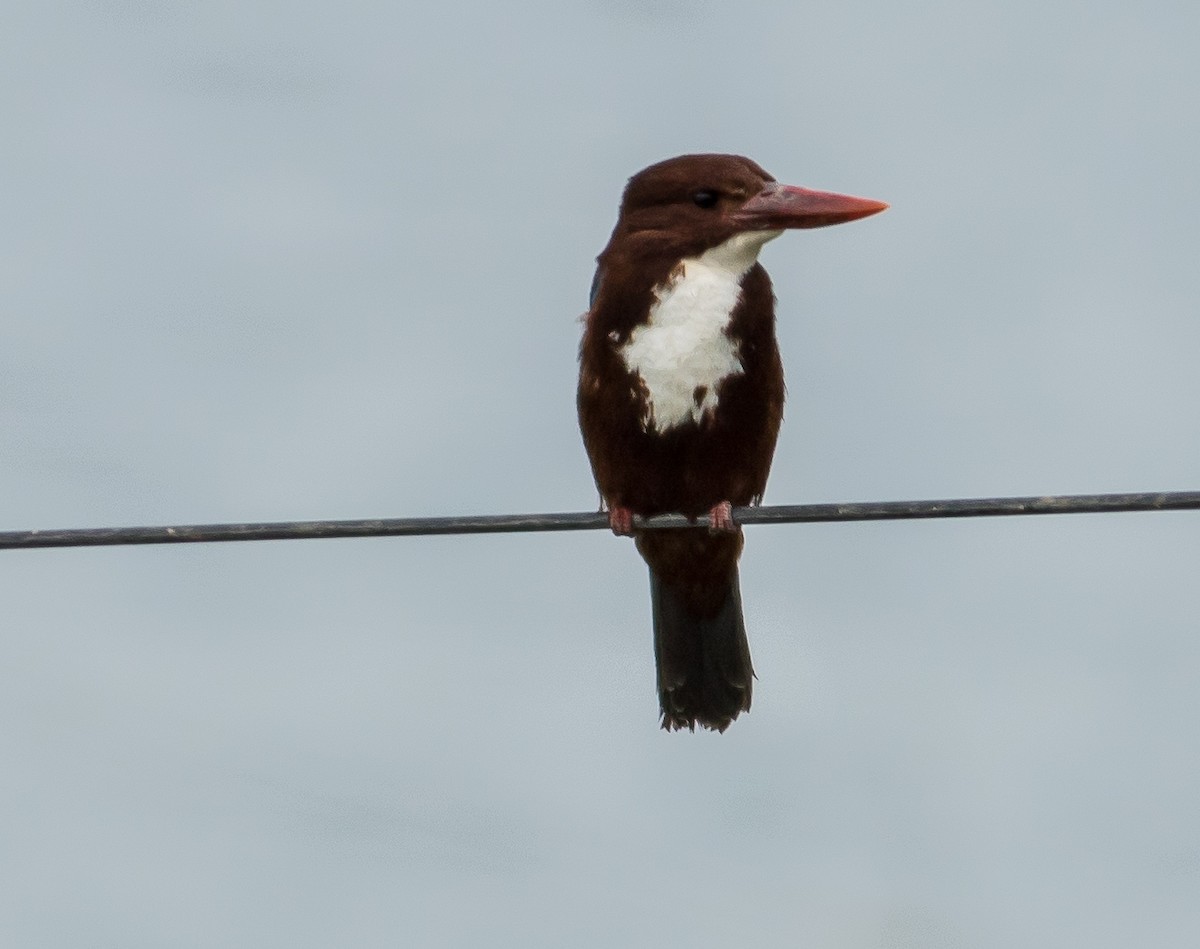 White-throated Kingfisher - Calum Dickinson