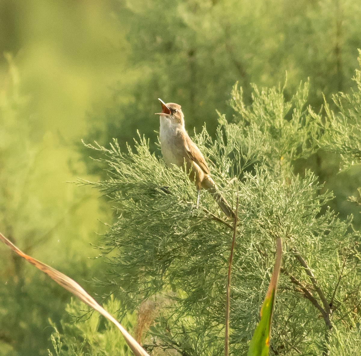 Great Reed Warbler - Calum Dickinson