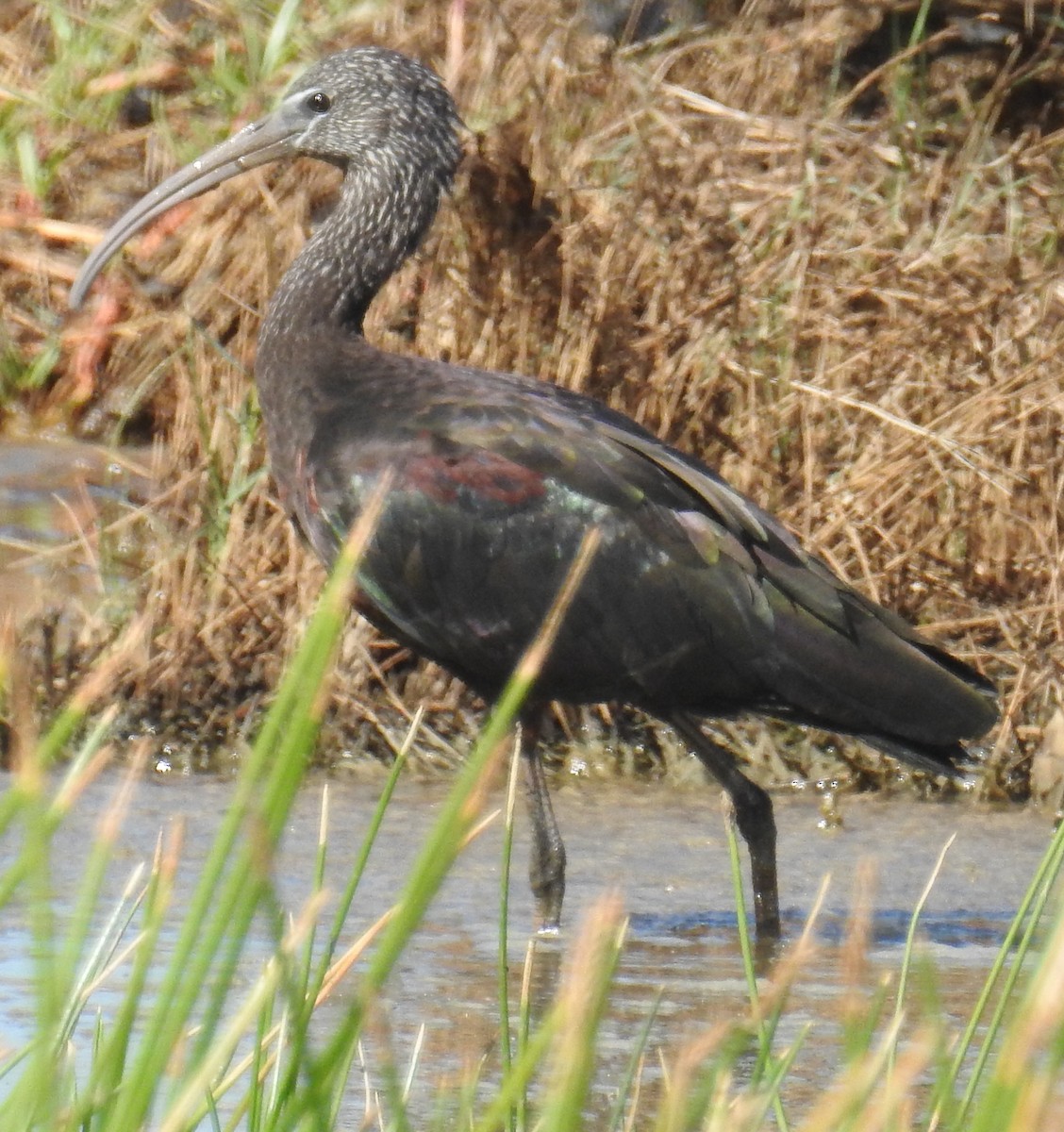 Glossy Ibis - Colin Trainor