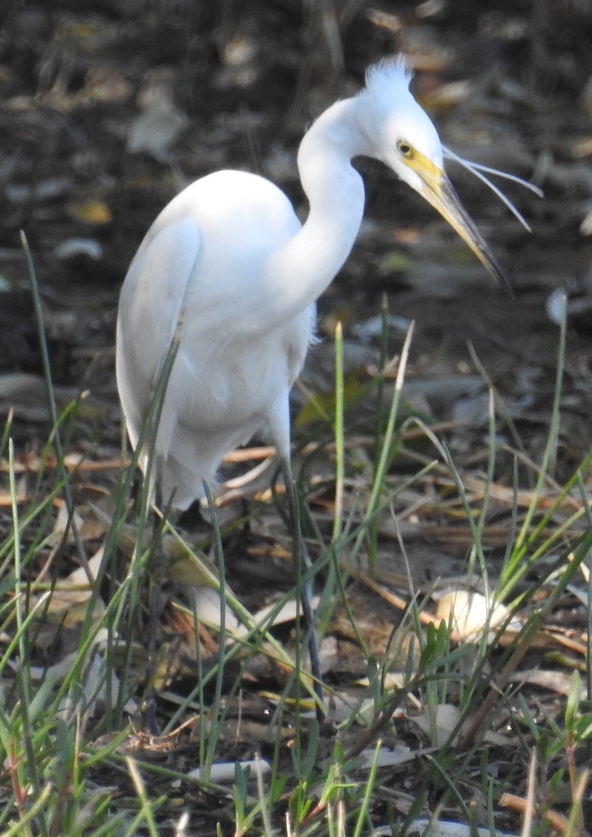 Little Egret (Australasian) - Colin Trainor