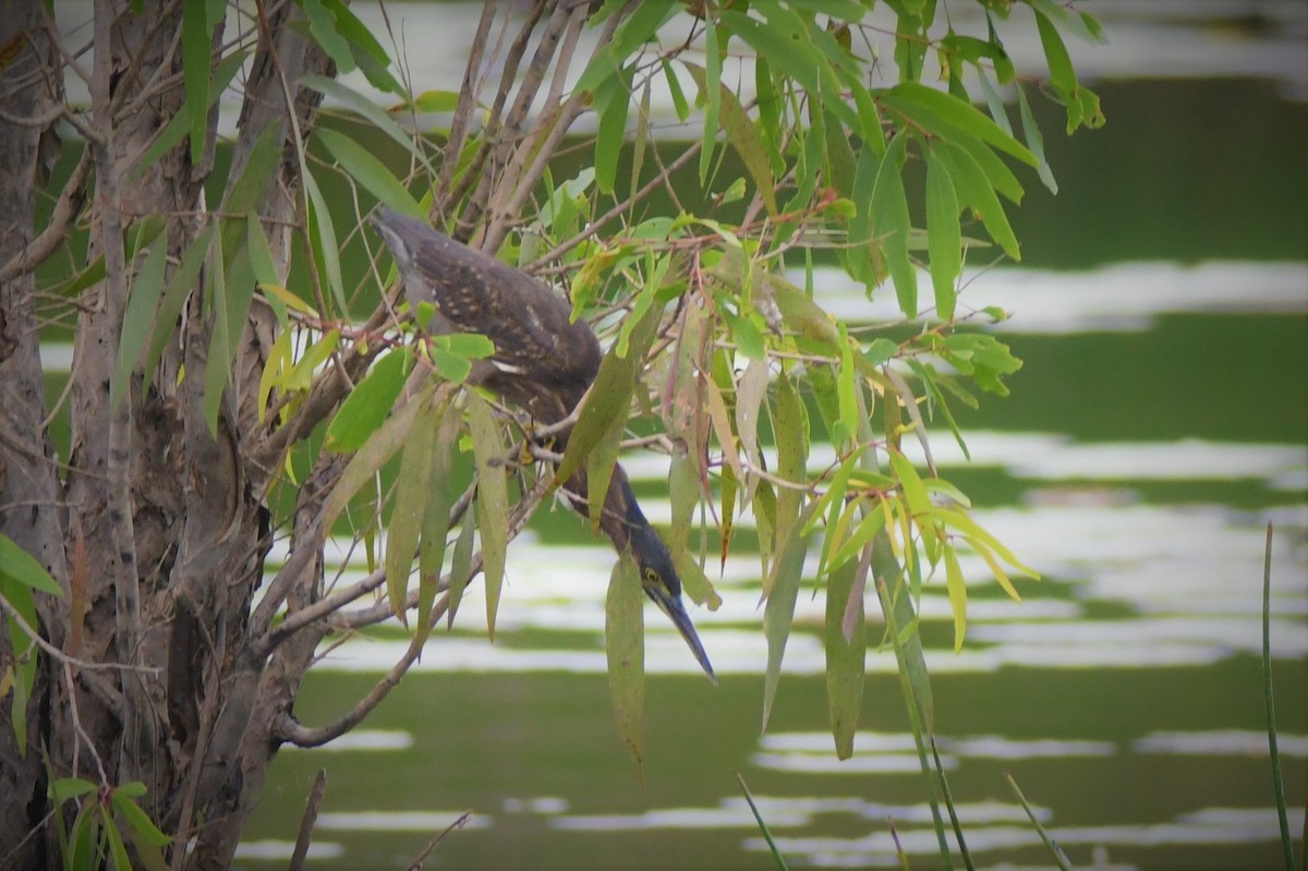 Striated Heron - John Francis