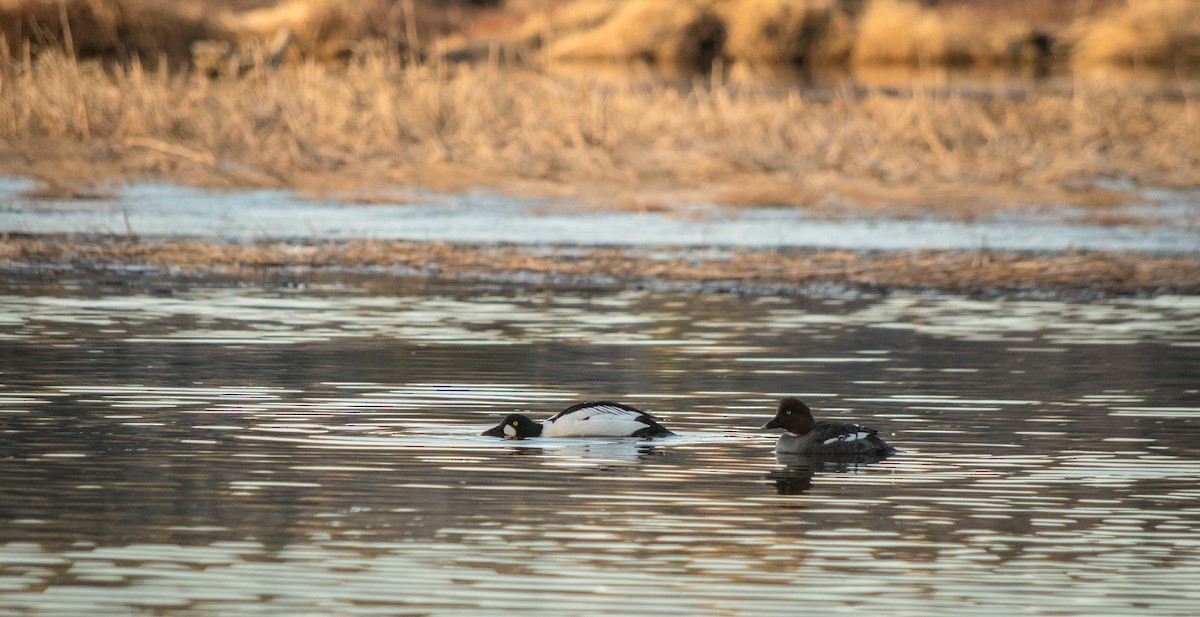 Common Goldeneye - ML101097331