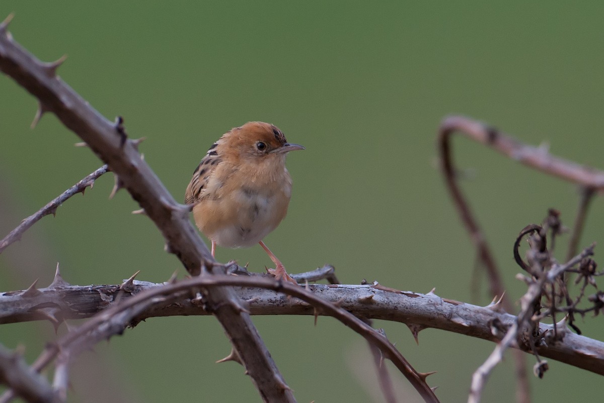 Golden-headed Cisticola - ML101099821