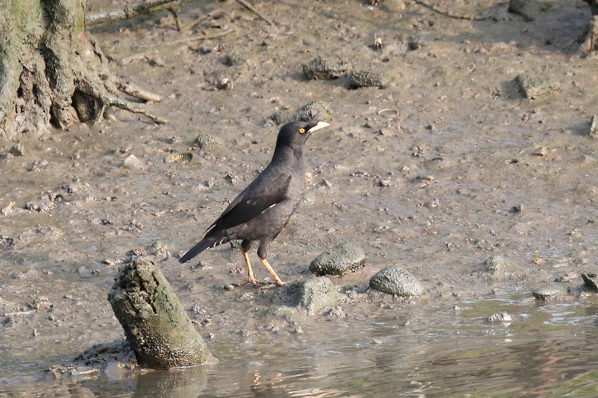 majna chocholatá - ML101100851