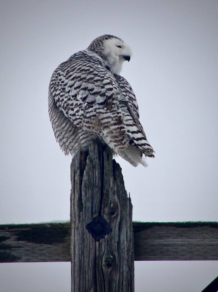 Snowy Owl - ML101101001