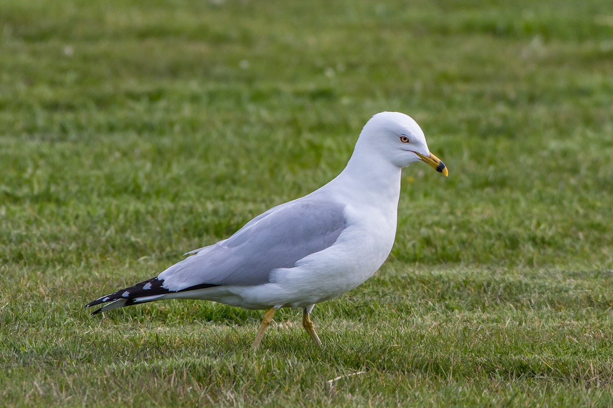 Ring-billed Gull - Frank King