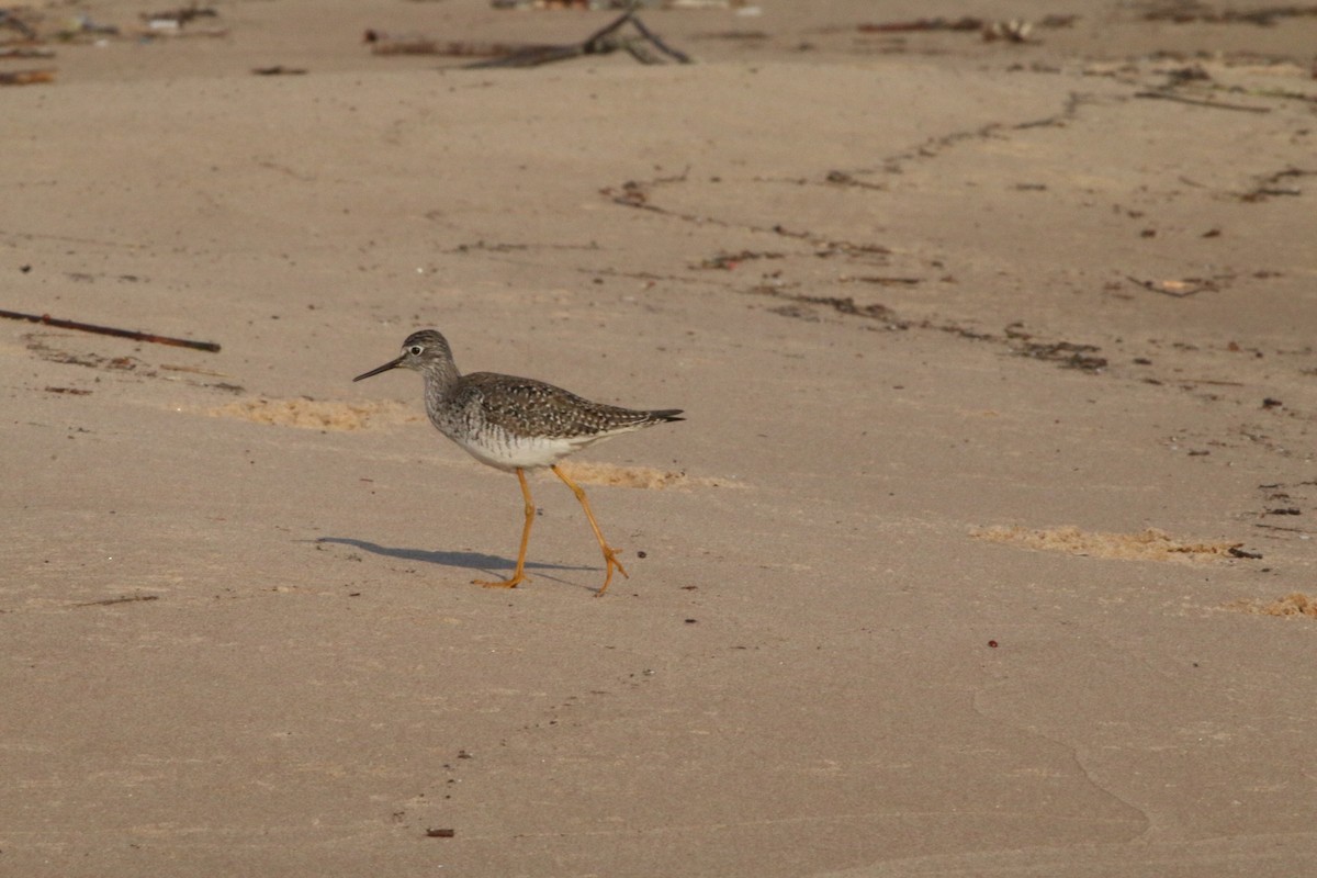 Lesser Yellowlegs - ML101103191