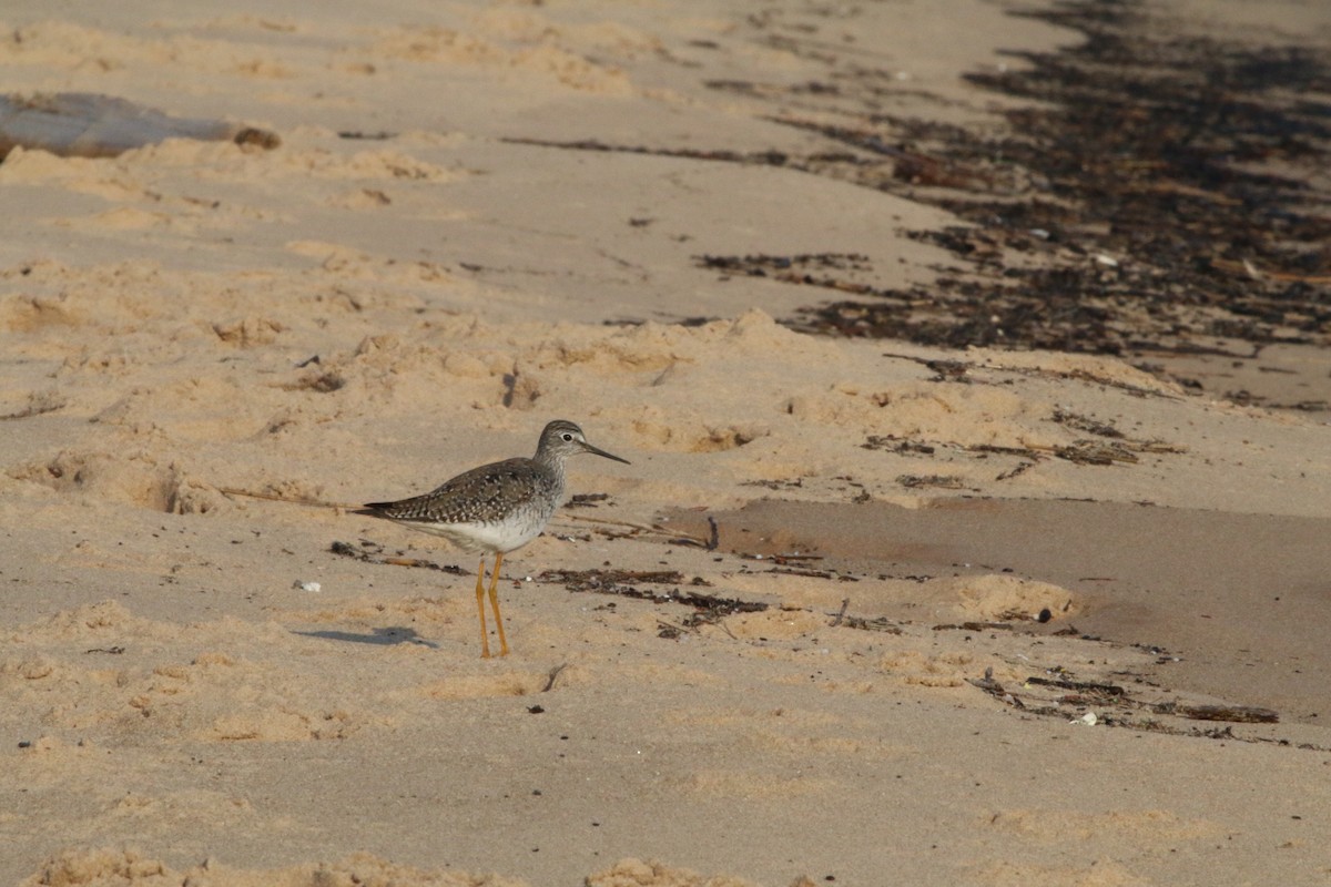 Lesser Yellowlegs - ML101103201