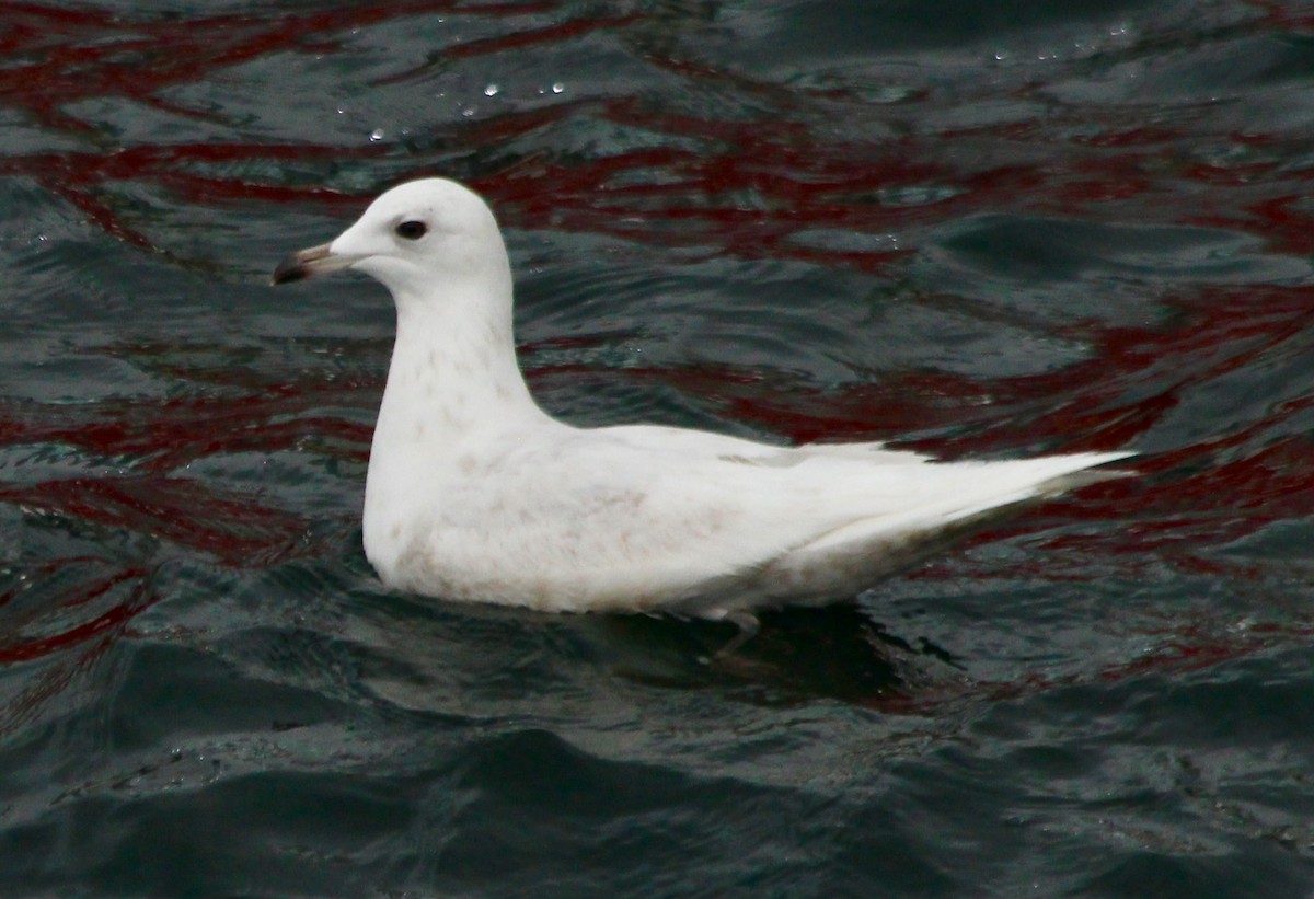 Iceland Gull - john tuach