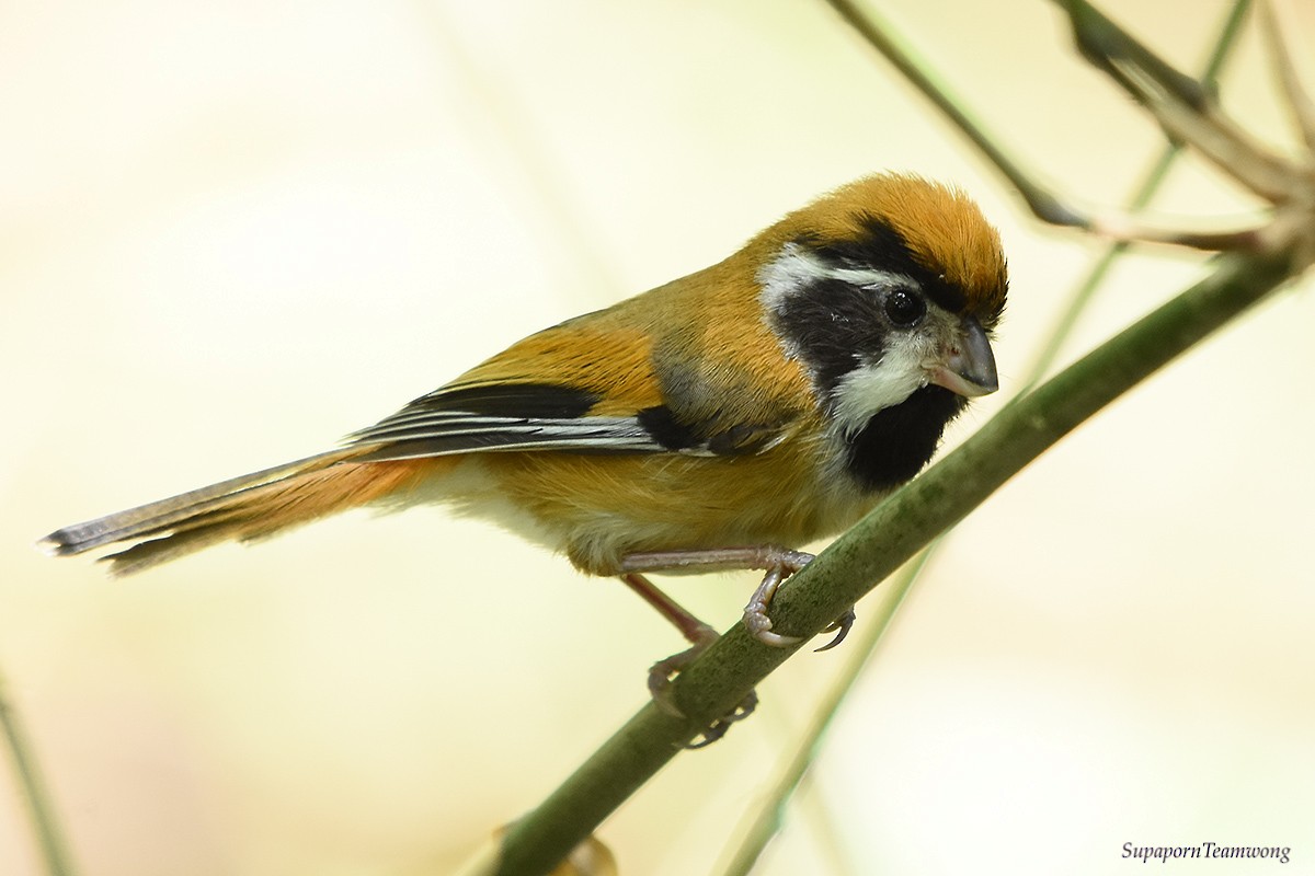 Black-throated Parrotbill (Black-eared) - Supaporn Teamwong