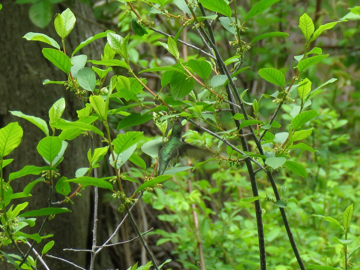 Ruby-throated Hummingbird - ML101105111