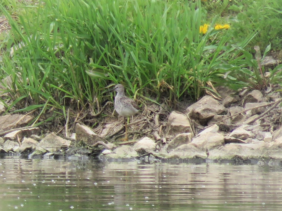 Lesser Yellowlegs - ML101105851