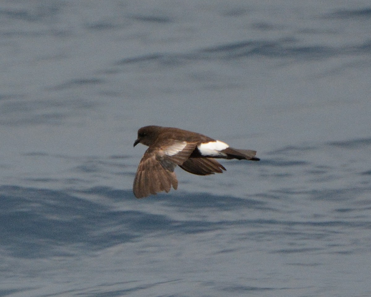 Wilson's Storm-Petrel - Keith McCullough