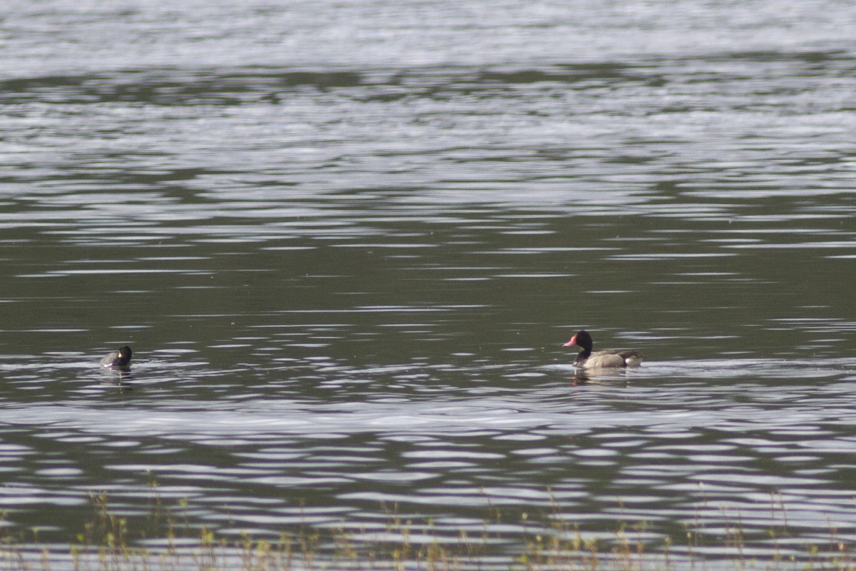 Rosy-billed Pochard - ML101106631