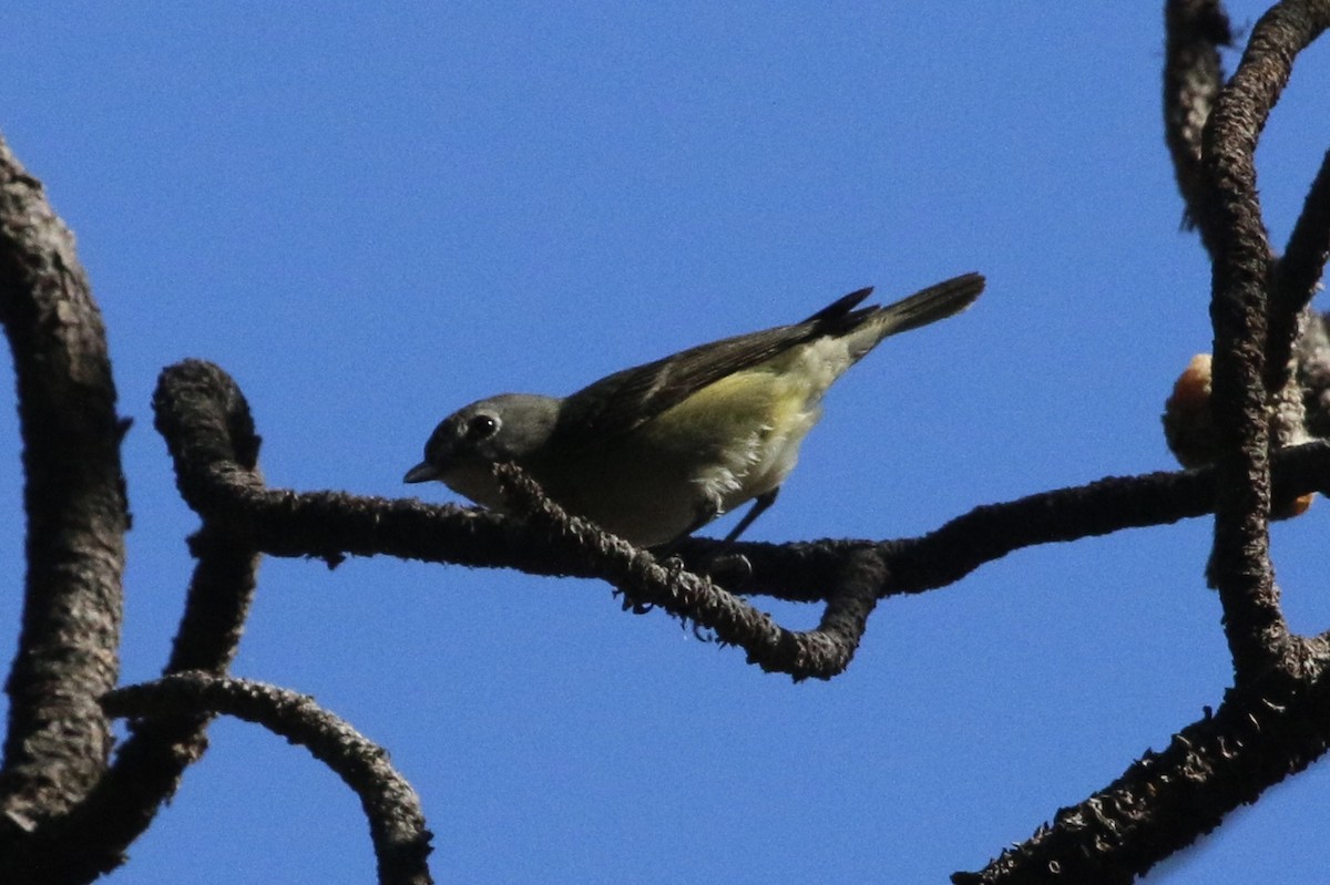 Vireo de Cassin - ML101106831