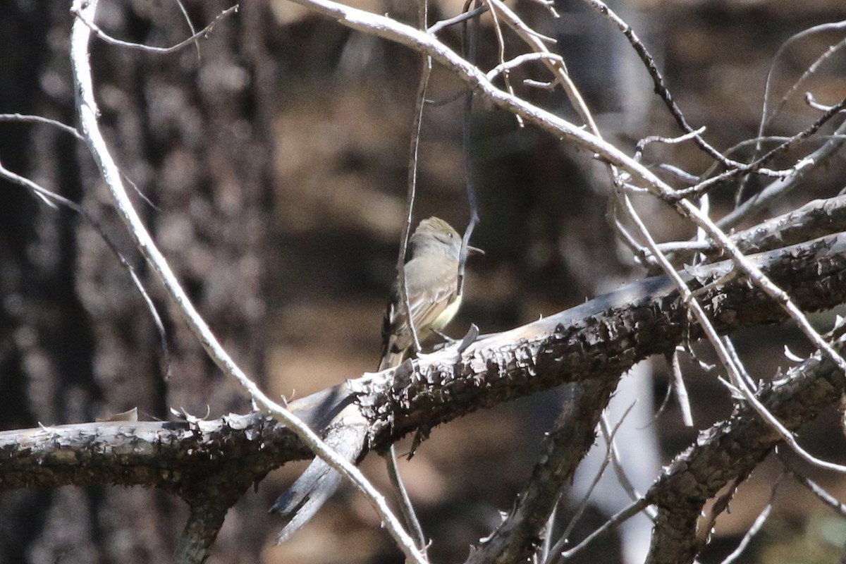 Dusky-capped Flycatcher - ML101107581