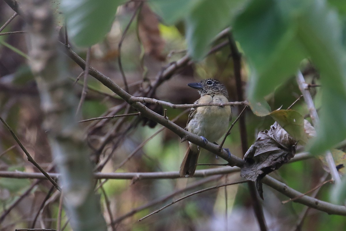 Black-backed Antshrike - ML101108201