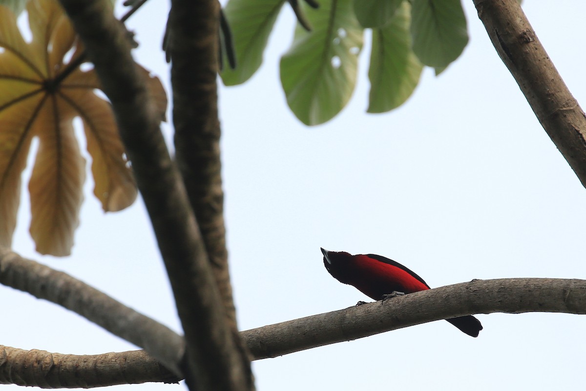 Crimson-backed Tanager - ML101108351